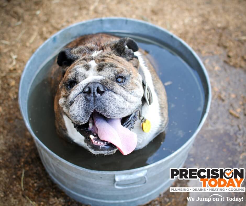 Bulldog sitting in a galvanized metal tub during a bath